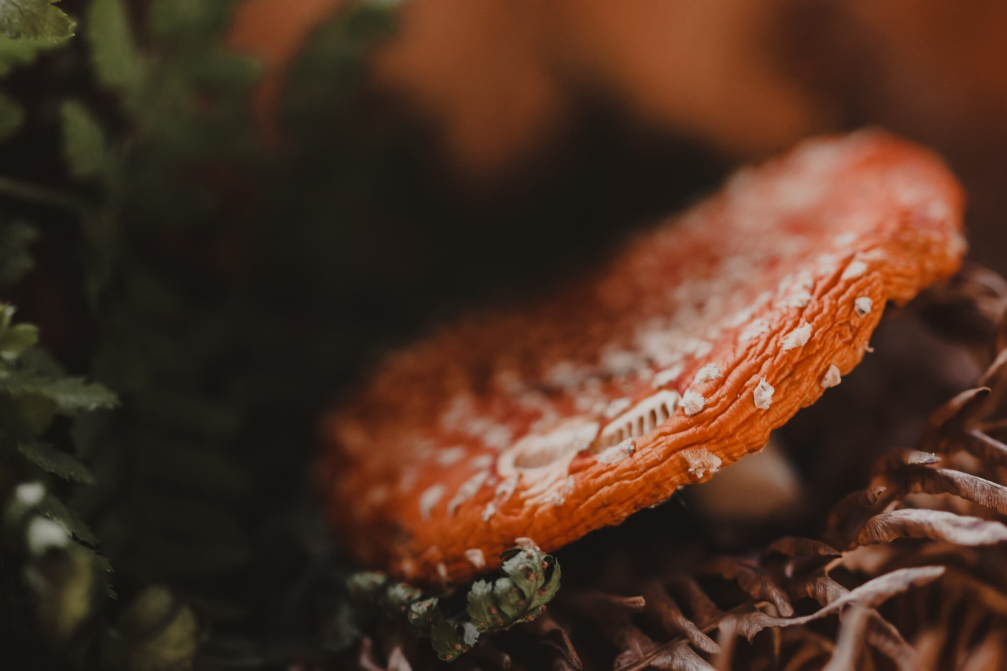 IMG 20221031 102451 920 edited Wilcza Jagoda